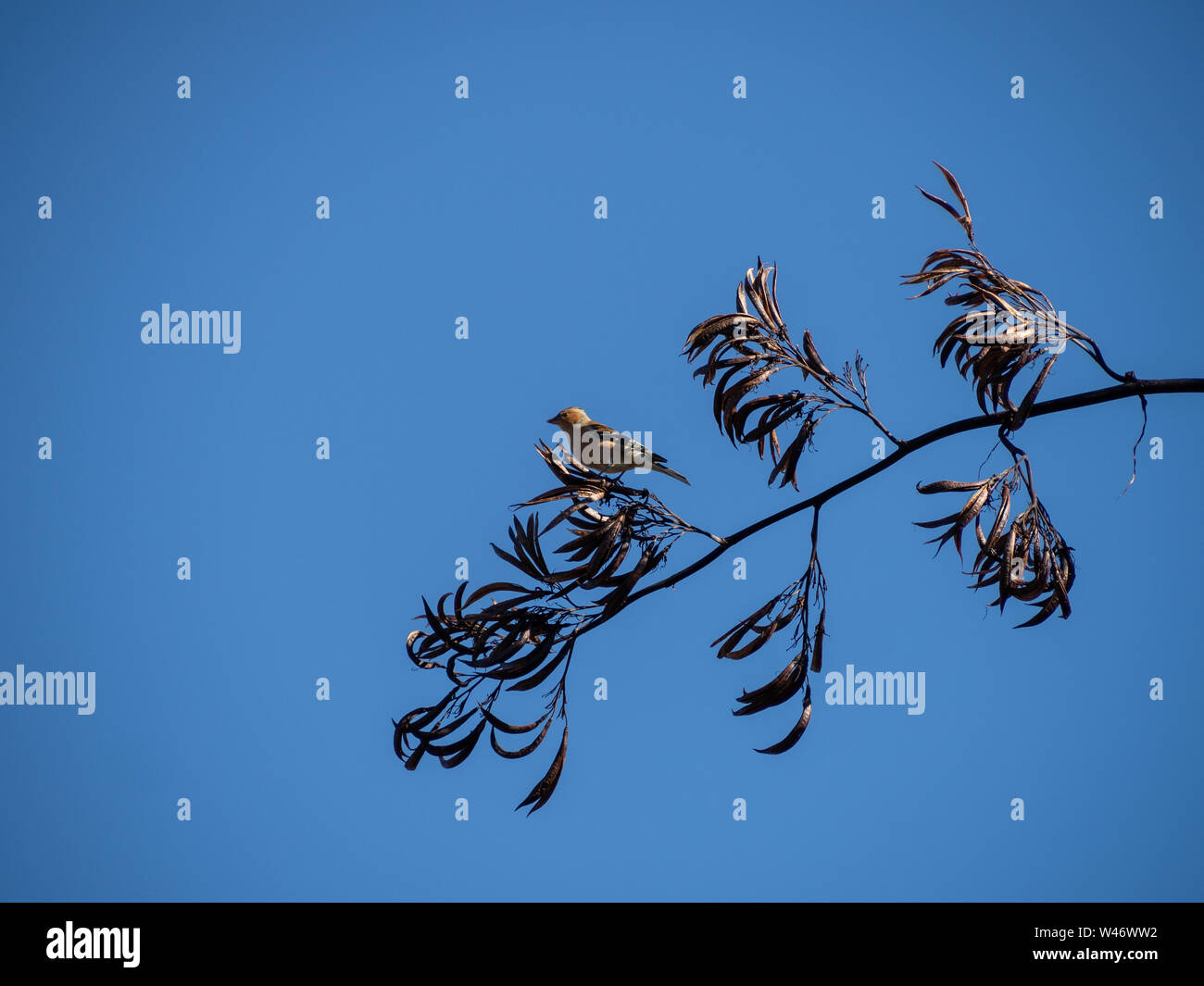 Otoño en Nueva Zelanda, un pequeño pájaro descansa sobre el tallo de un arbusto de lino con vainas secas Foto de stock