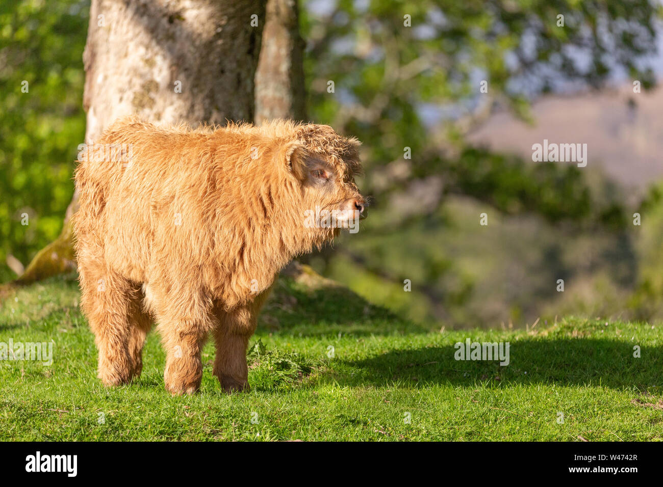 Highland cow calf, Applecross, Escocia Foto de stock