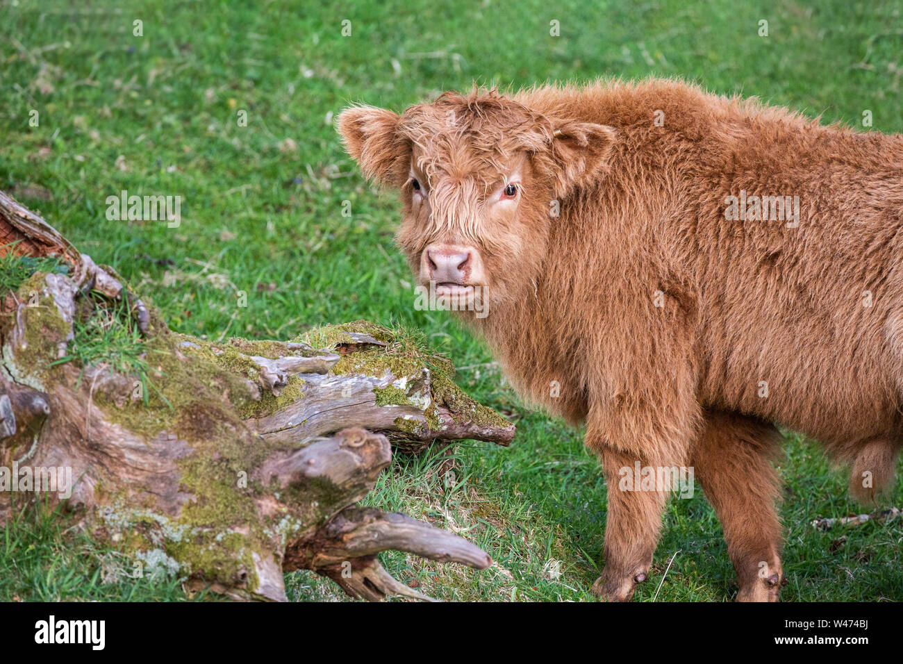 Highland cow calf, Applecross, Escocia Foto de stock