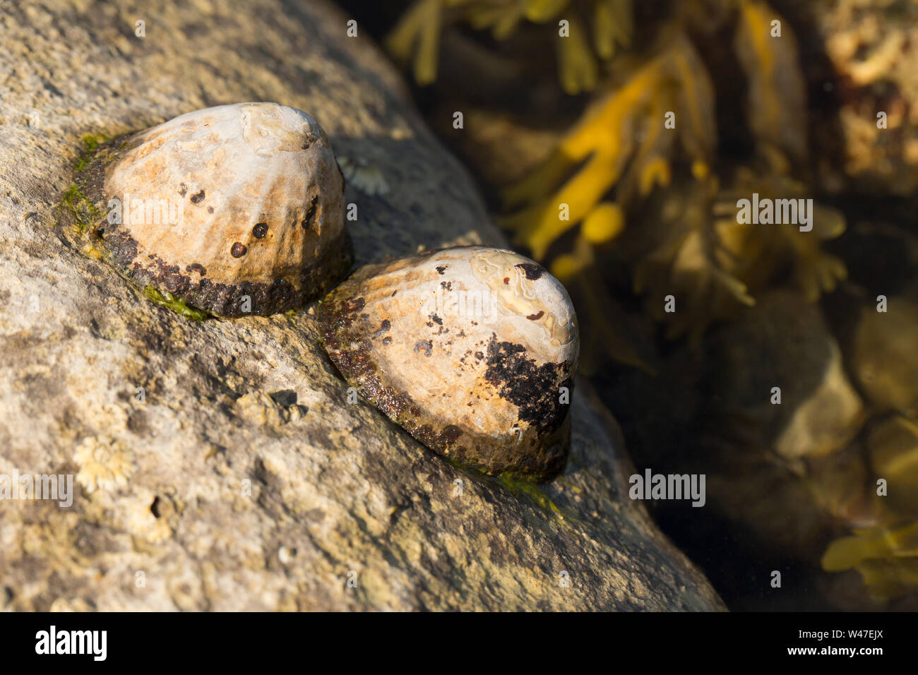 Las Lapas común, Patella vulgata, expuestos a bajo el agua en la costa de Portland Harbour Dorset, Inglaterra GB. Foto de stock