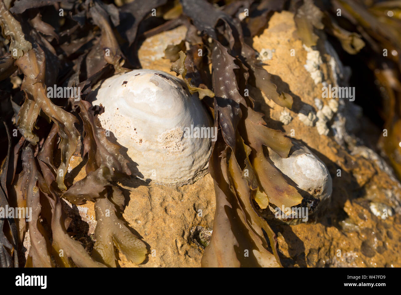 Las Lapas común, Patella vulgata, expuestos a bajo el agua en la costa de Portland Harbour Dorset, Inglaterra GB. Foto de stock