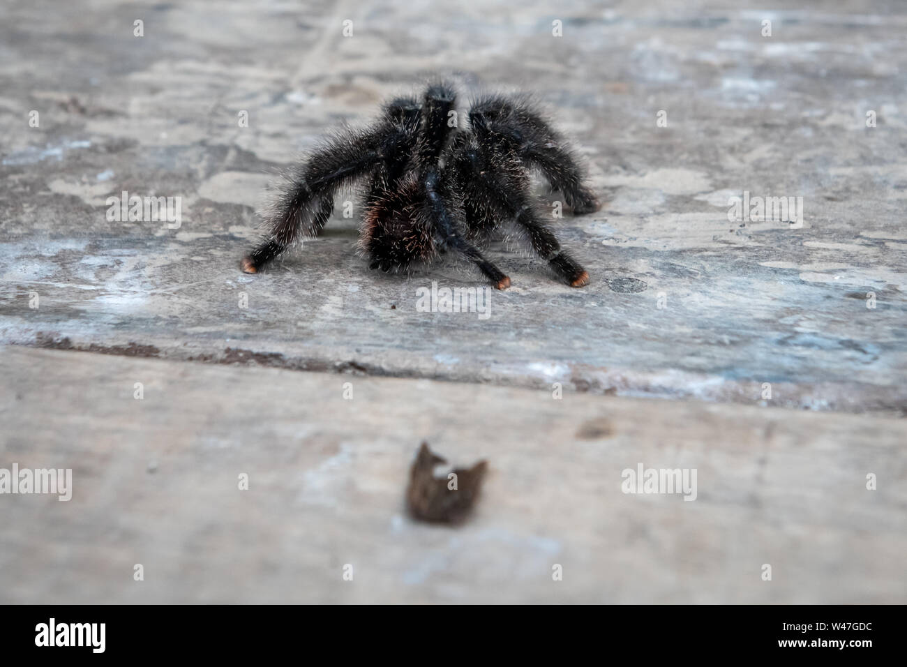 Pink-Toe Tarantula (Avicularia avicularia) en la selva de la Amazonia Peruana Foto de stock