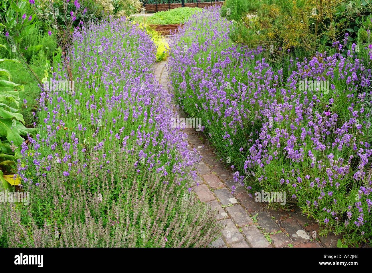 Un jardín pequeño camino bordeado a ambos lados por el florecimiento de lavanda, Rosemoor, Devon, Reino Unido - John Gollop Foto de stock