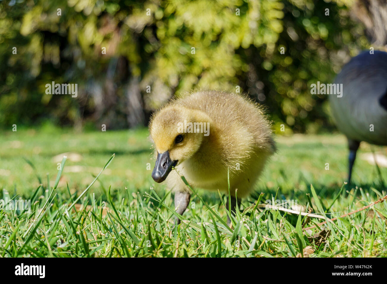 Canada goose shop los angeles verdes