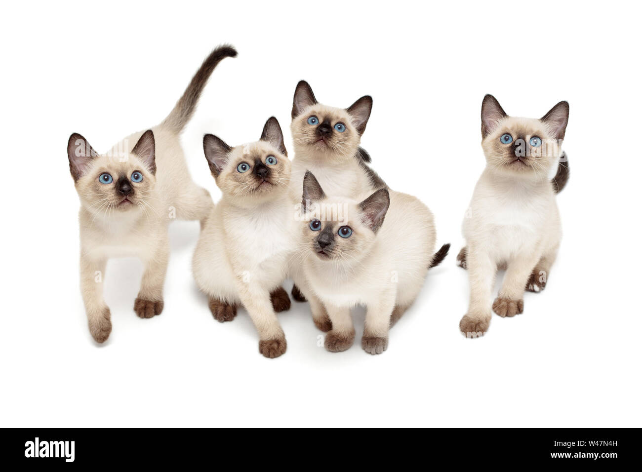 Cinco pequeños gatitos siameses aislado sobre fondo blanco. Foto de stock