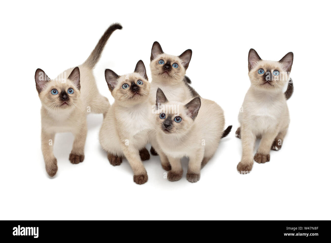 Cinco pequeños gatitos Thai , aislado en blanco Foto de stock