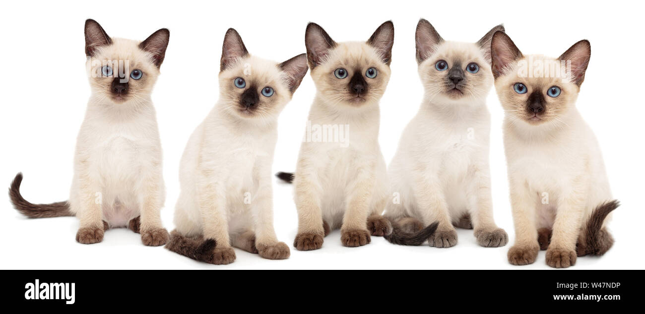 Cinco pequeños gatitos Thai , aislado en blanco Foto de stock