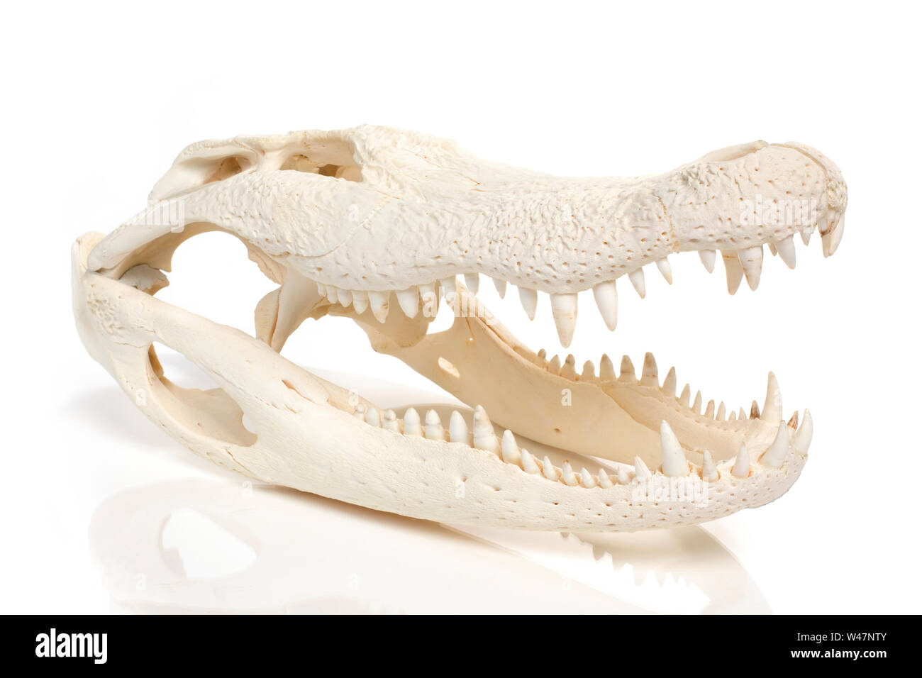 Cráneo de cocodrilo sobre fondo blanco Fotografía de stock - Alamy