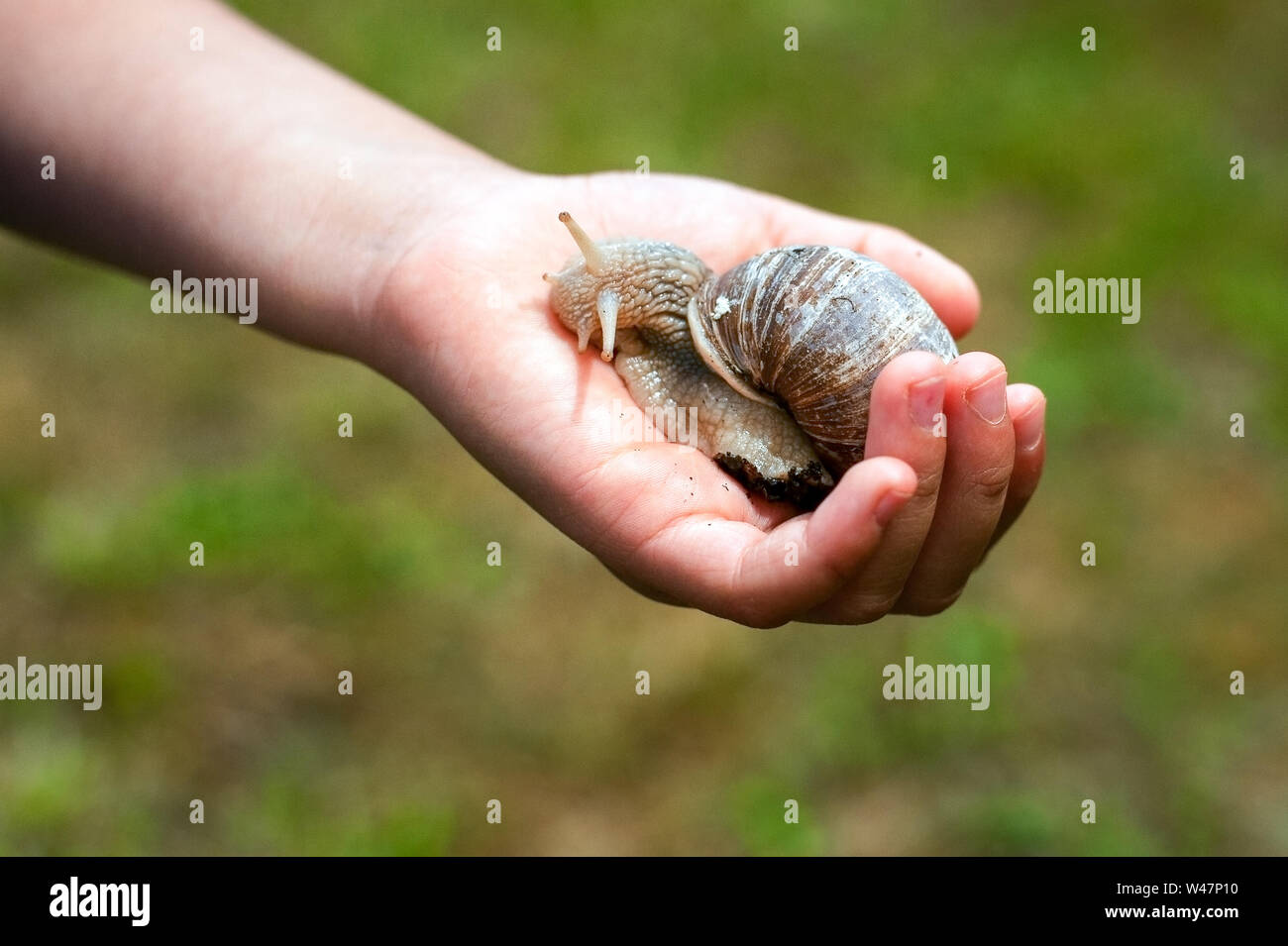 Helix pomatia en la palma de una mano. Childs mano sujetando un caracol. Foto de stock
