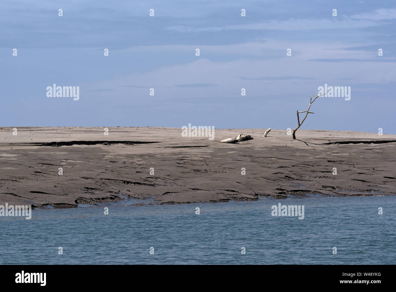 Árbol Muerto sobre un banco de arena en el estuario del río Platana,l Panamá Foto de stock