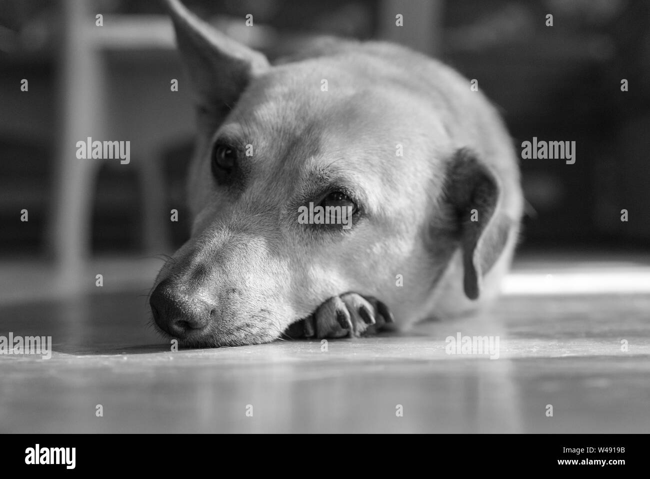 Closeup retrato de perro triste tumbado en el suelo, en blanco y negro Foto de stock