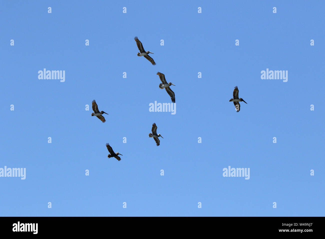 Media docena de pelícanos deslizándose en un cielo azul. Foto de stock