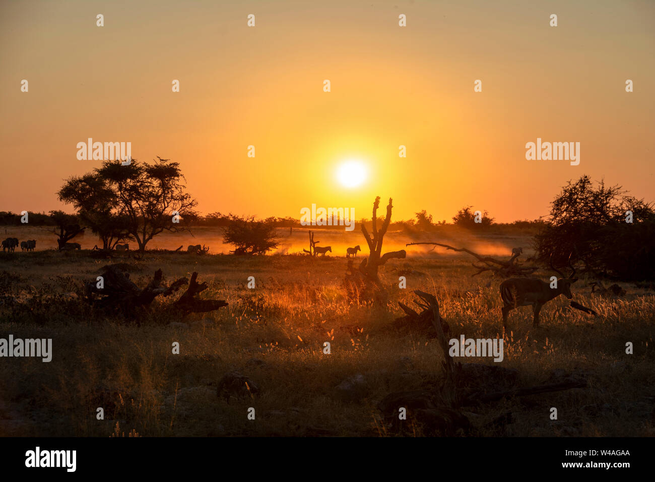 Atardecer en el parque nacional de Etosha abrevaderos de sabana de Namibia Foto de stock