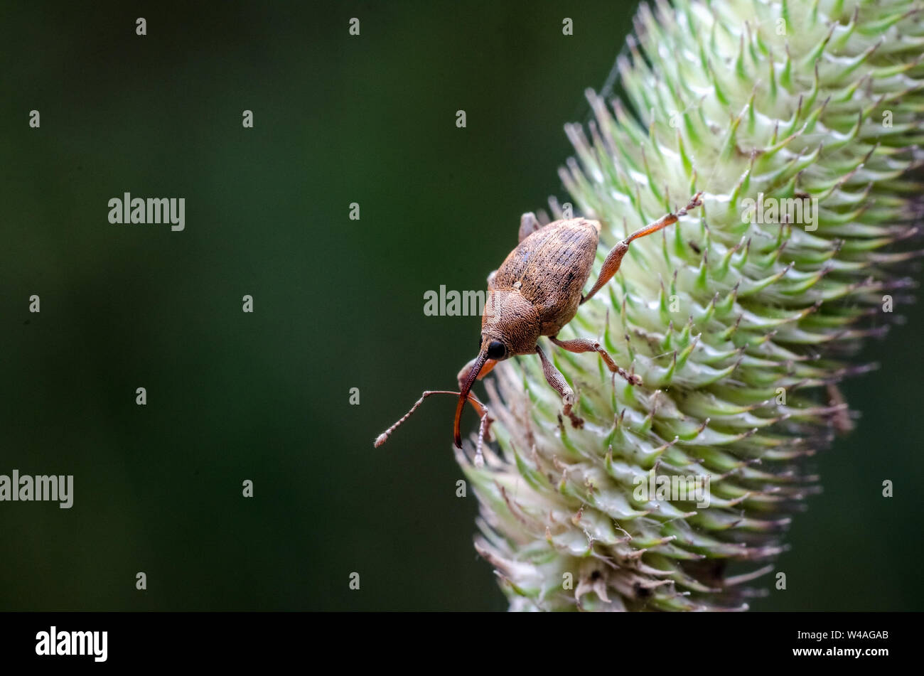 Cerambycidae, macro fotografía de un escarabajo de Longhorn en una planta Foto de stock