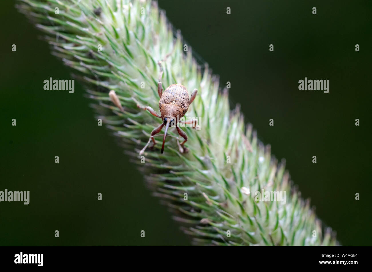 Cerambycidae, macro fotografía de un escarabajo de Longhorn en una planta Foto de stock