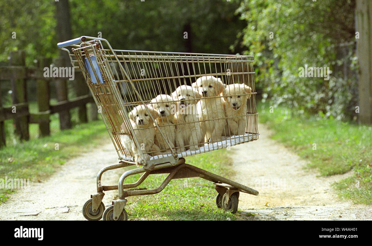 Golden cachorros en compras Foto de stock