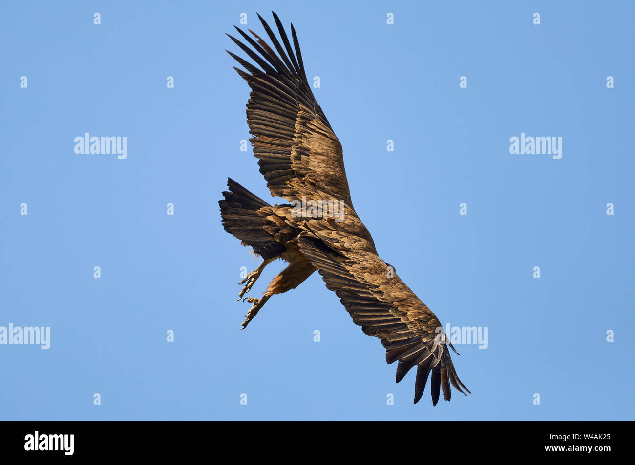 Silueta de un vuelo de buitre leonado (Gyps fulvus) contra el cielo azul en el valle de Chistau (Sobrarbe, Huesca, Pirineos, Aragón, España) Foto de stock