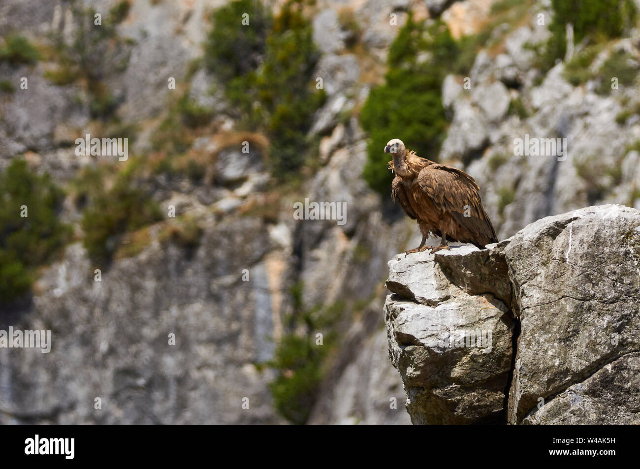Un buitre leonado (Gyps fulvus) posado sobre una roca en un buitre punto del alimentador en el valle de Chistau (Sobrarbe, Huesca, Pirineos, Aragón, España) Foto de stock