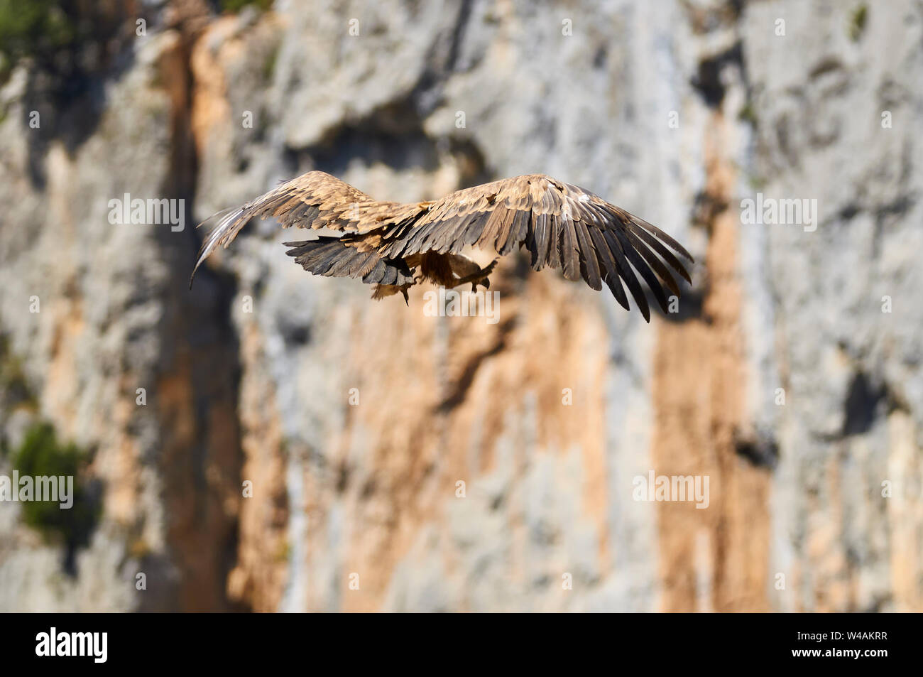 Buitre leonado (Gyps fulvus) descendente para aterrizar con el acantilado en el fondo (valle de Chistau, el Sobrarbe, Huesca, Pirineos, Aragón, España) Foto de stock