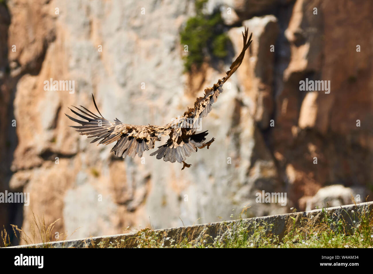Buitre leonado (Gyps fulvus) que aterrizaba en un buitre punto del alimentador en el valle de Chistau (Sobrarbe, Huesca, Pirineos, Aragón, España) Foto de stock
