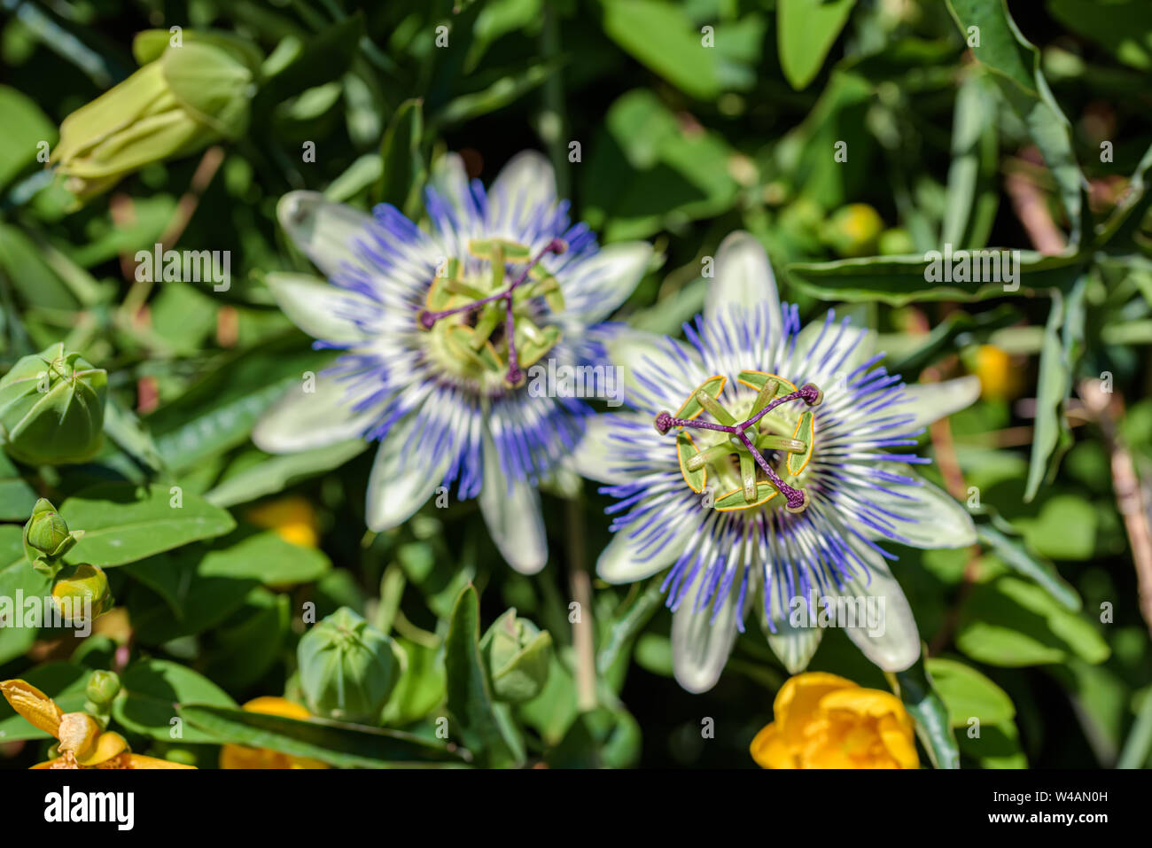 Las flores de la planta sur purple passionflower cerrar Foto de stock