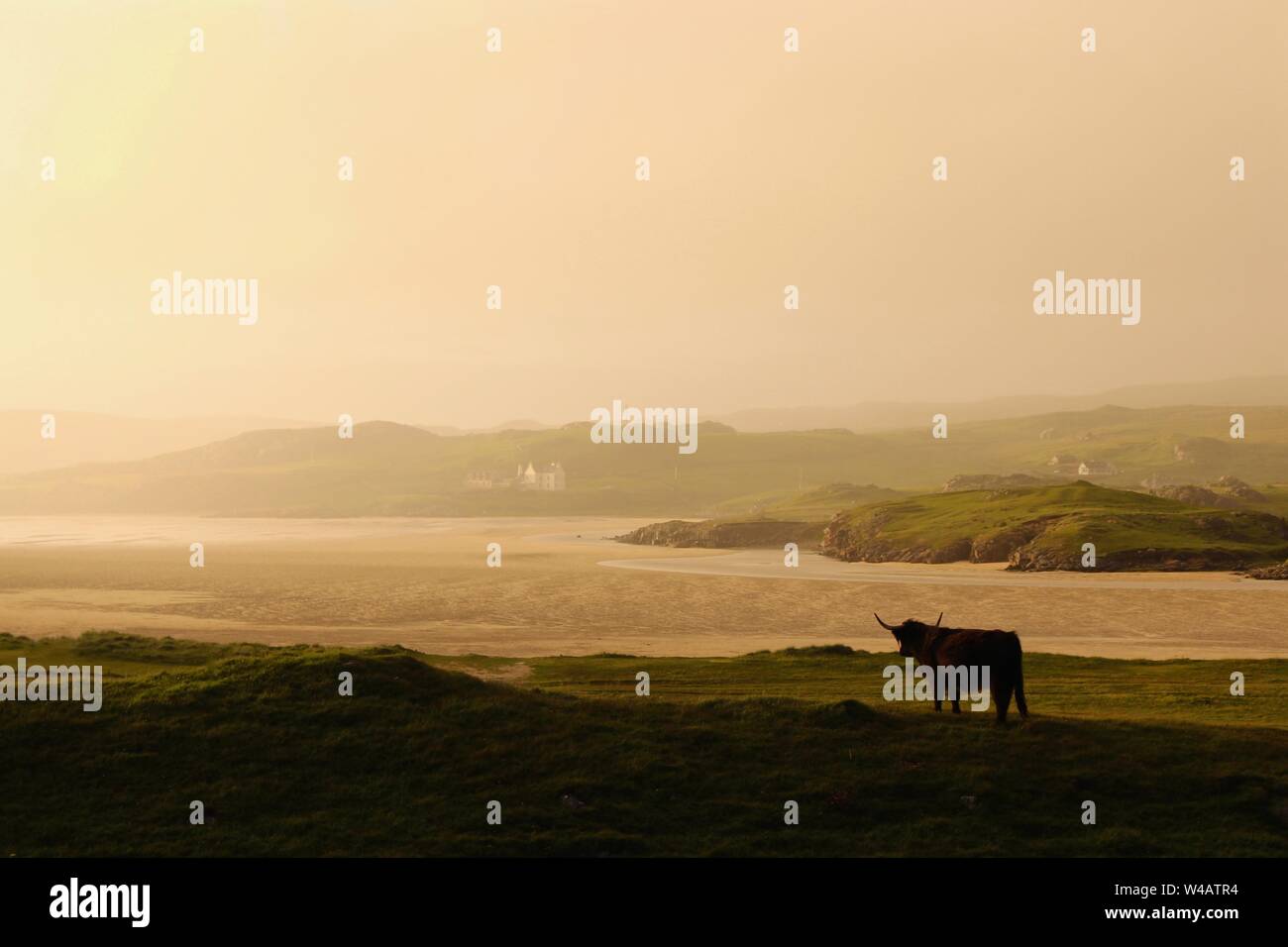 Highland cow sobre una colina delante de misty beach, la Bahía de Uig, en la isla de Lewis, Escocia Foto de stock