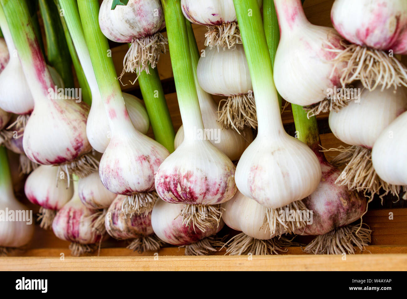 Visualización de frescos orgánicos maduros Bulbo de ajo rojo ruso en el mercado del agricultor de fin de semana en el Valle Okanagan ciudad de Penticton, British Columbia, Canadá. Foto de stock