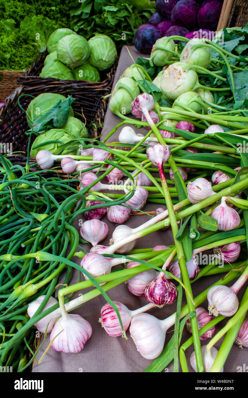 Visualización de frescos orgánicos maduros Bulbo de ajo rojo ruso en el mercado del agricultor de fin de semana en el Valle Okanagan ciudad de Penticton, British Columbia, Canadá. Foto de stock