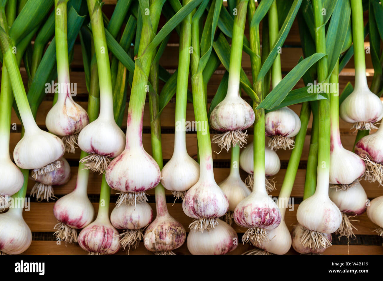 Visualización de frescos orgánicos maduros Bulbo de ajo rojo ruso en el mercado del agricultor de fin de semana en el Valle Okanagan ciudad de Penticton, British Columbia, Canadá. Foto de stock