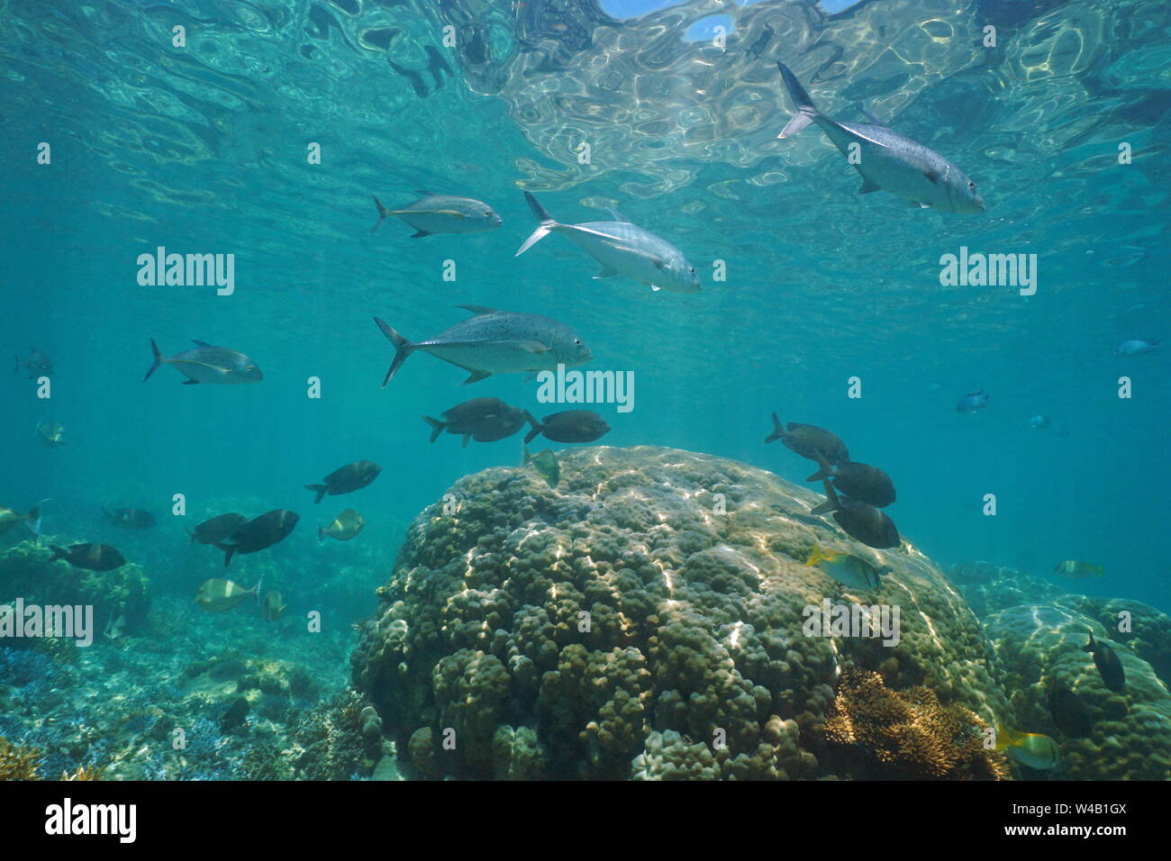 Caranx peces con submarinos de coral, Nueva Caledonia, el sur del océano Pacífico, Oceanía Foto de stock