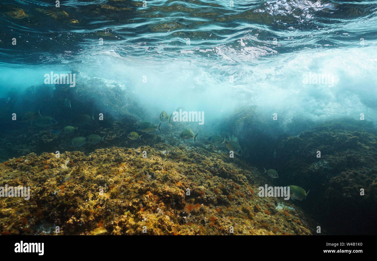 Underwater ola rompiendo en roca con sargo besugos pescado, Mediterráneo, Francia Foto de stock