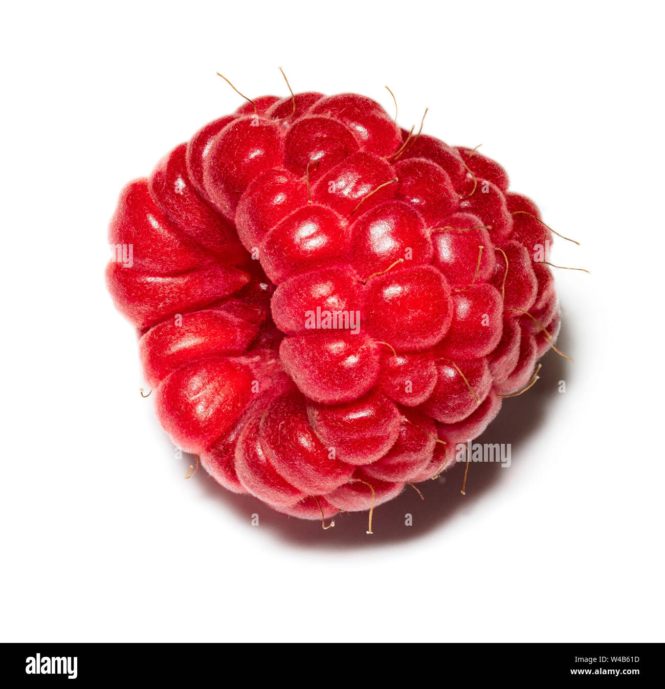 Imagen macro de un recién elegido rasberry - focus fotos apiladas Foto de stock