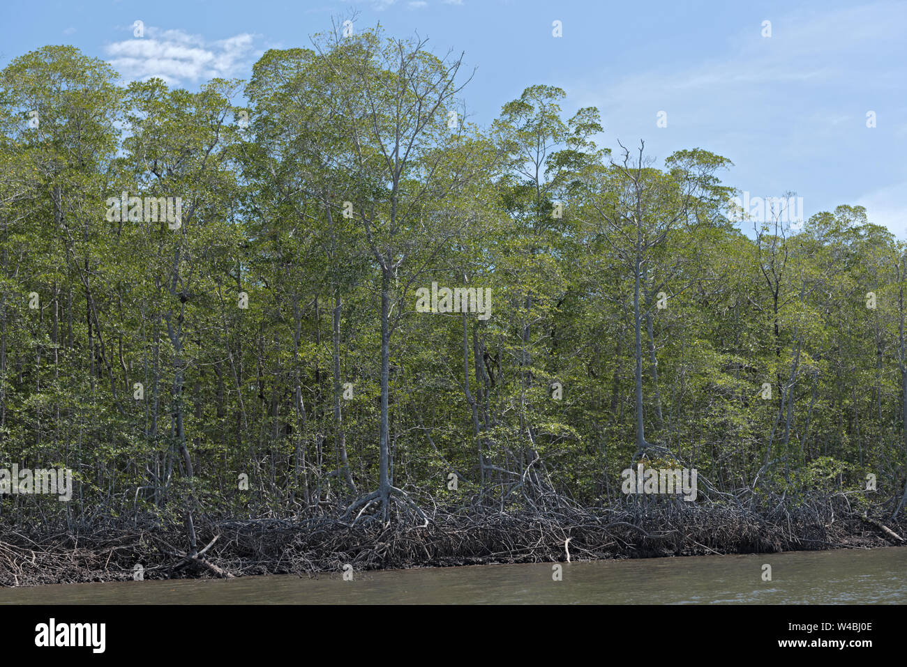 El bosque de manglar en las orillas de la Bahía de los Muertos en la desembocadura del río Platanal Panamá Foto de stock