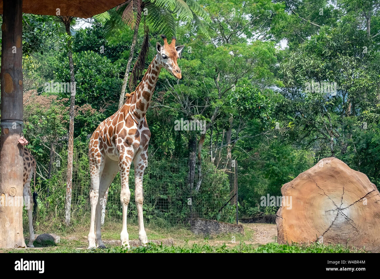 Jirafa (Giraffa) es un africano más puntera de mamíferos ungulados vivos, el más alto y el más grande de los animales terrestres rumiantes. Foto de stock