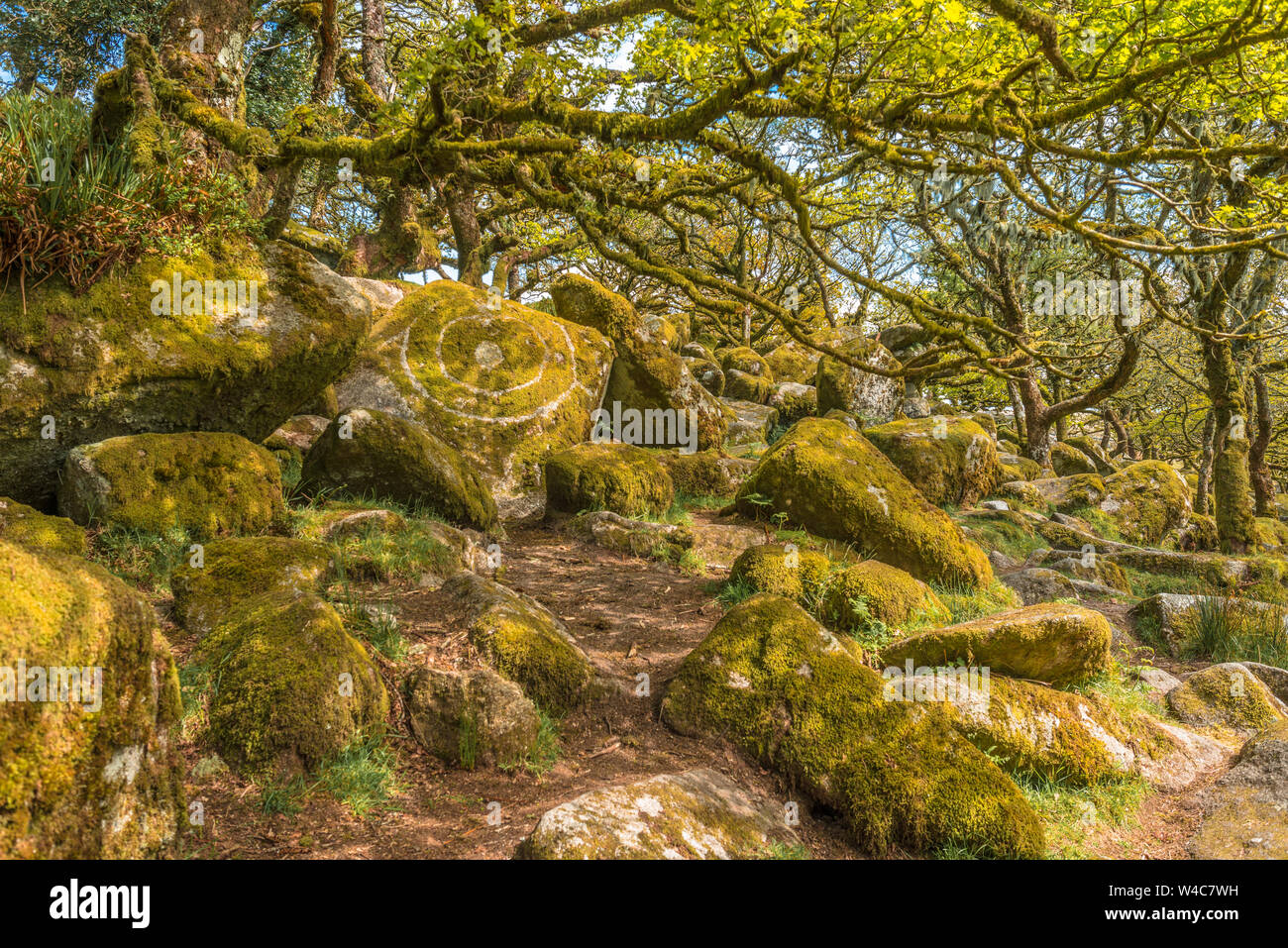 Robles sésiles y Moss en la madera Wistman Dartmoor Devon Inglaterra GB Islas Británicas Foto de stock