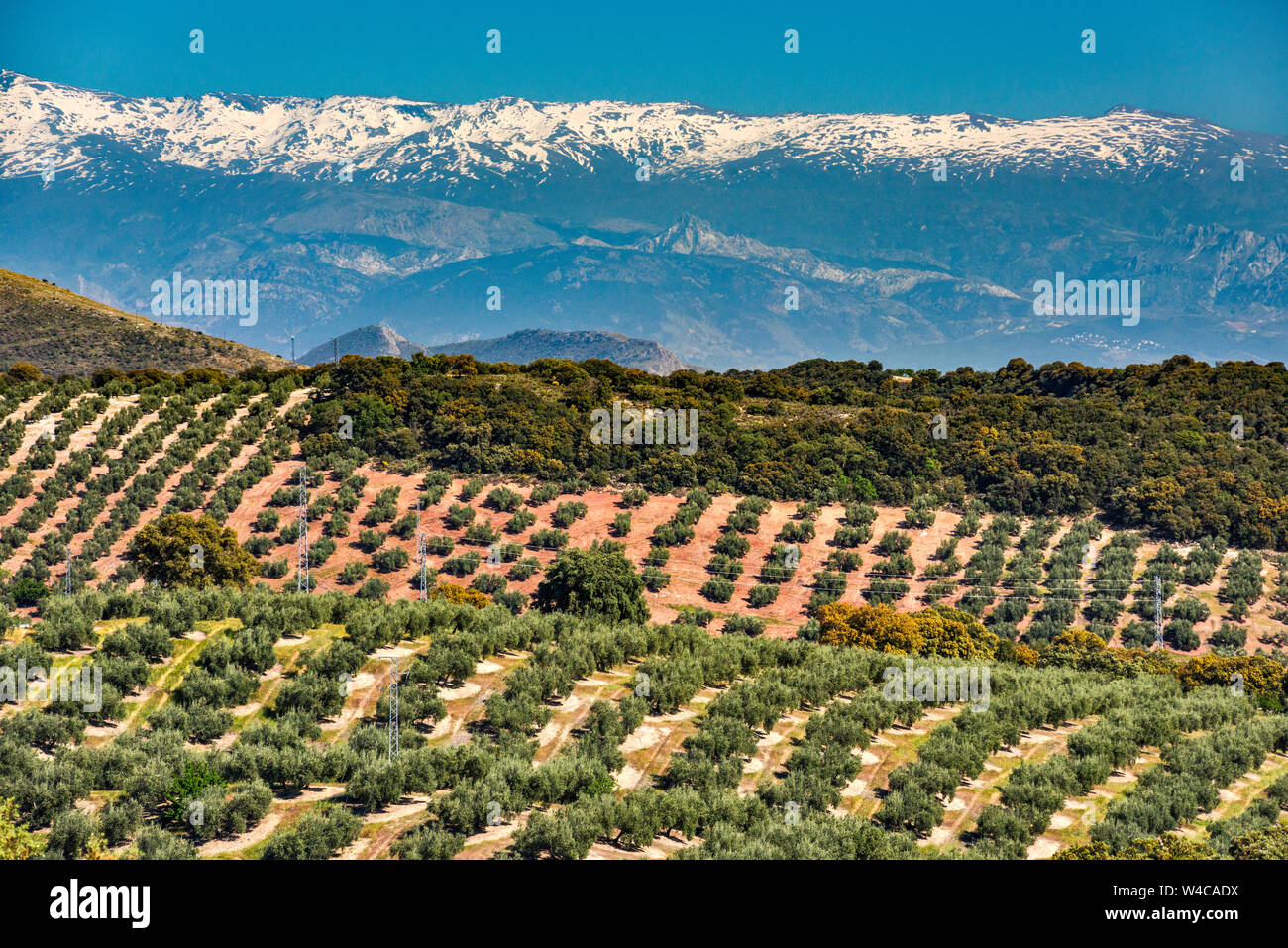 Sierra Nevada, visto en haze desde 50 km de distancia, a través de arboledas de olivo, de GR3410 Road, cerca de la ciudad de Moclín, provincia de Granada, Andalucía, España Foto de stock