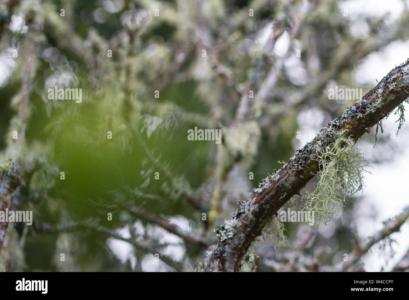Foto recortada de rama en una zona de bosque denso con poca profundidad de campo. Foto de stock