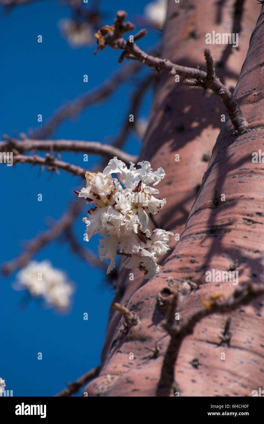 Floración africano baobab (Adansonia digitata). Fotografiado en el río Kunene (río Cunene), la frontera entre Angola y Namibia, sur-oeste Foto de stock