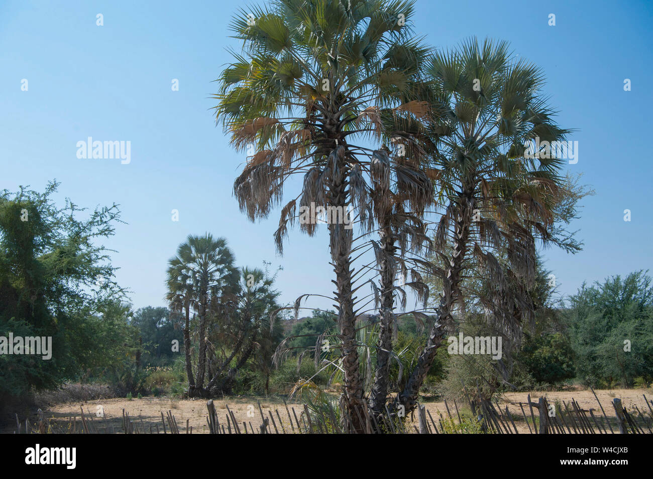 Hyphaene petersiana Makalani (Palm), aka el verdadero fan Palm. Fotografiado en el río Kunene (río Cunene), la frontera entre Angola y Namibia, por lo que Foto de stock