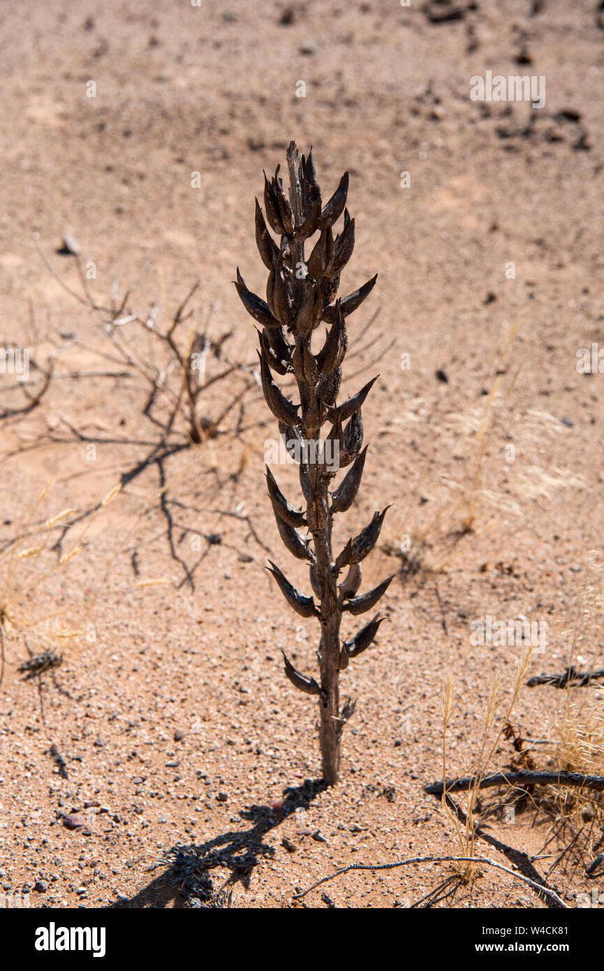 Planta del desierto sobrevive en las duras árido paisaje de Namibia. Costa de los esqueletos, Namibia Foto de stock