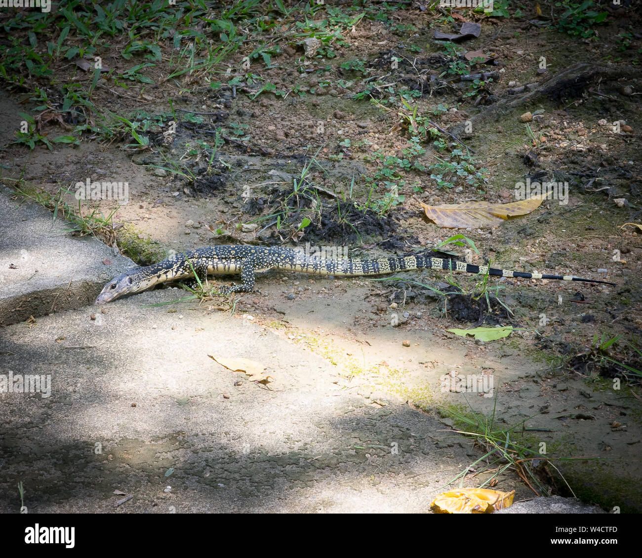 Reptiles lagartija en el suelo en el parque. Foto de stock