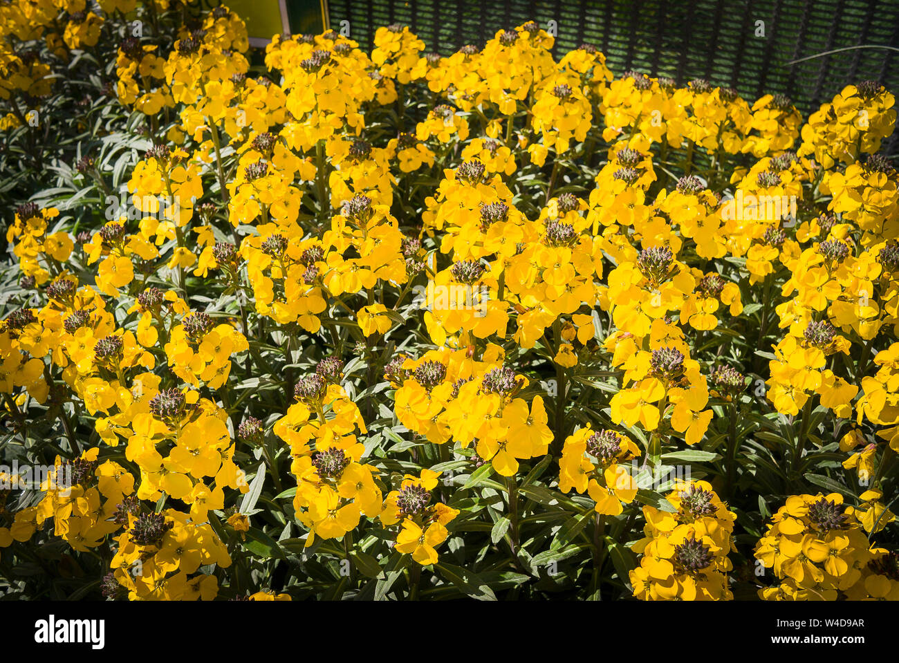Plantas en macetas de Erysimum fragante Sol para la venta en el centro de un jardín inglés en Abril en el REINO UNIDO Foto de stock