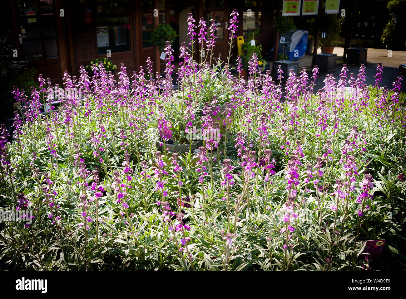 Plantas en macetas de Erysimum Bowles malva para la venta en el centro de un jardín inglés en Abril en el REINO UNIDO Foto de stock