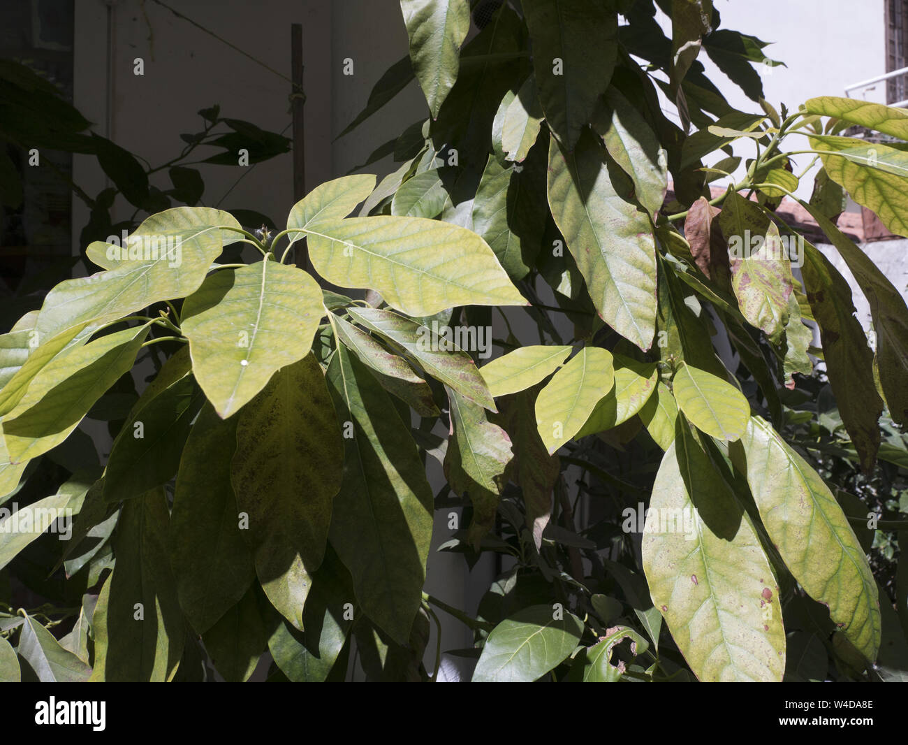 Detalle de las hojas de un árbol de aguacate Fotografía de stock Alamy