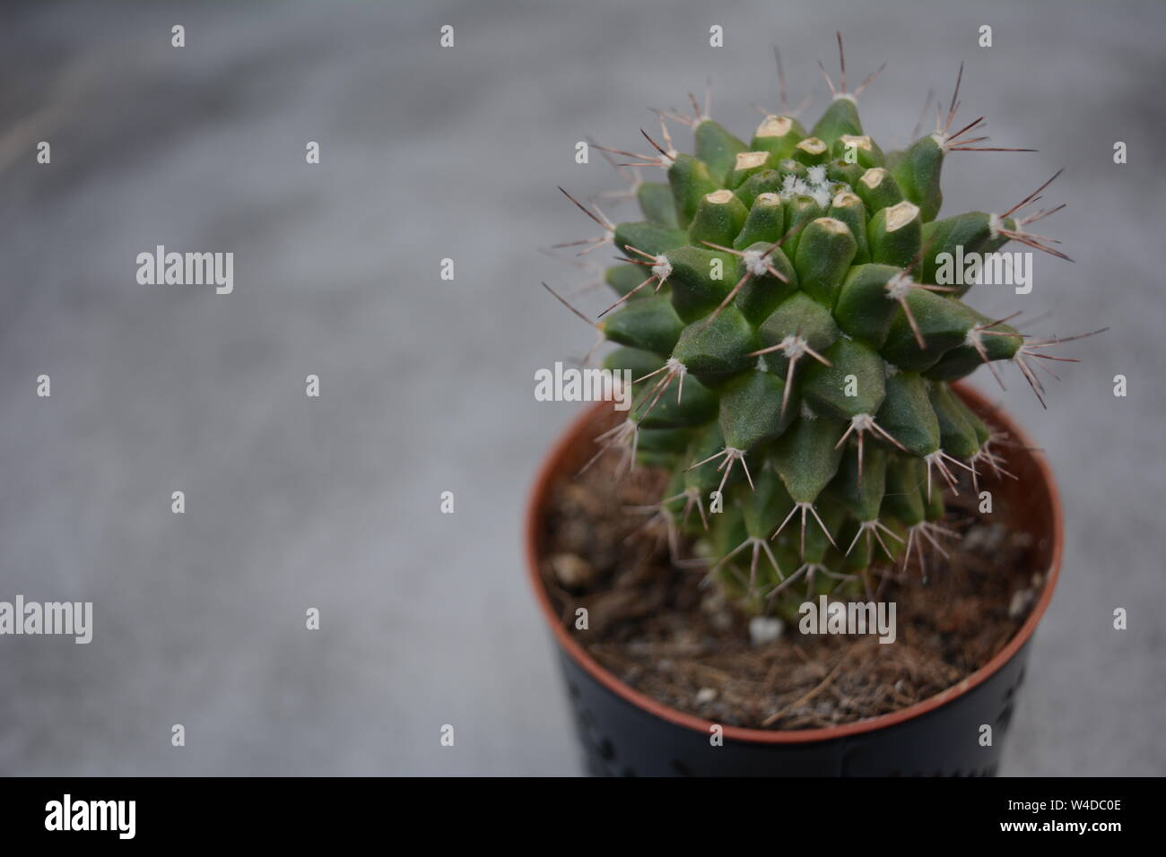 Ligeramente capturados desde arriba, un pequeño cactus creciendo rápidamente en un ambiente interior. Fondo gris. Lugar/Espacio para el texto. Foto de stock