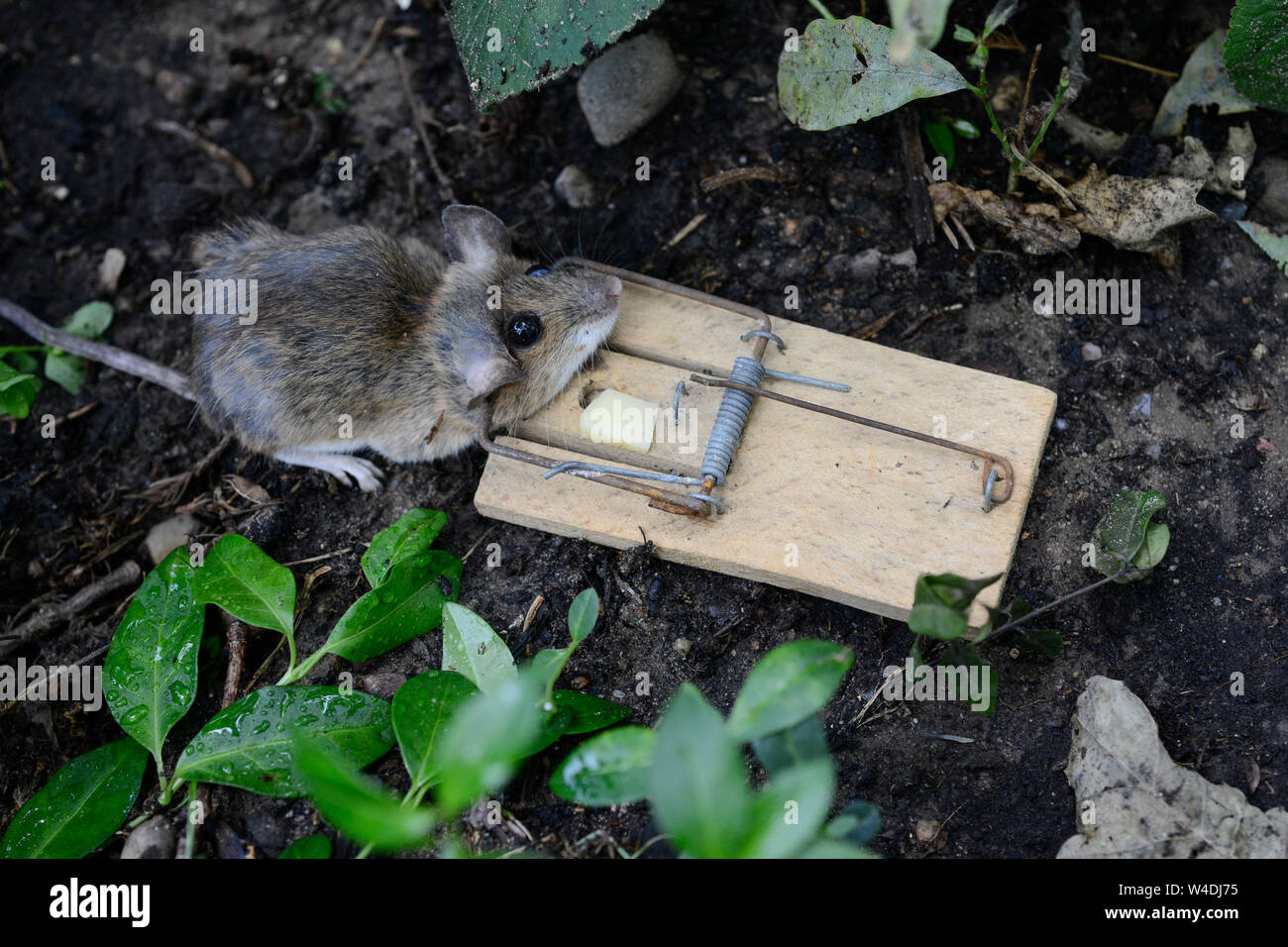 Alemania, ratón muerto en la trampa de ratón con un trozo de queso / Deutschland, tote Maus mit Käse in der Mausefalle Foto de stock