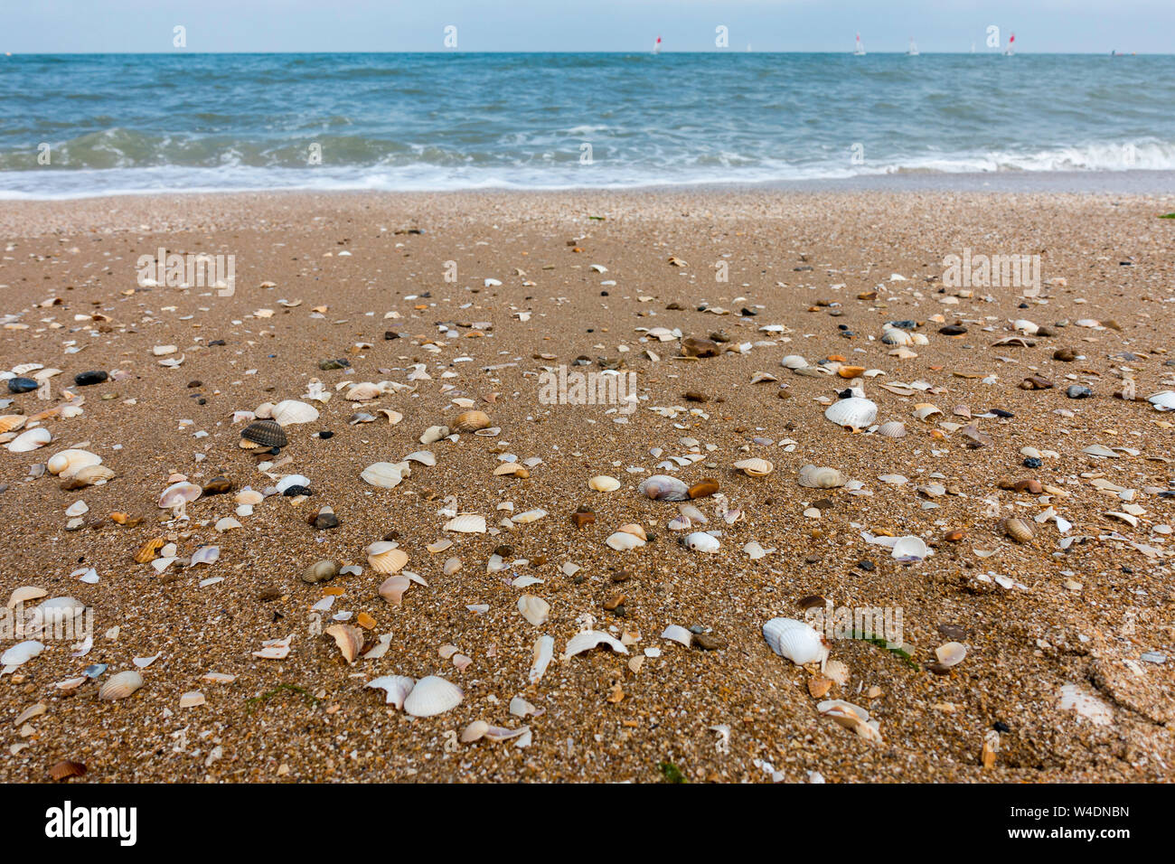 Shells completos o fragmentados arrastrado sobre forewash inclinable/zona de playa en la costa del Mar del Norte con marea baja. Foto de stock