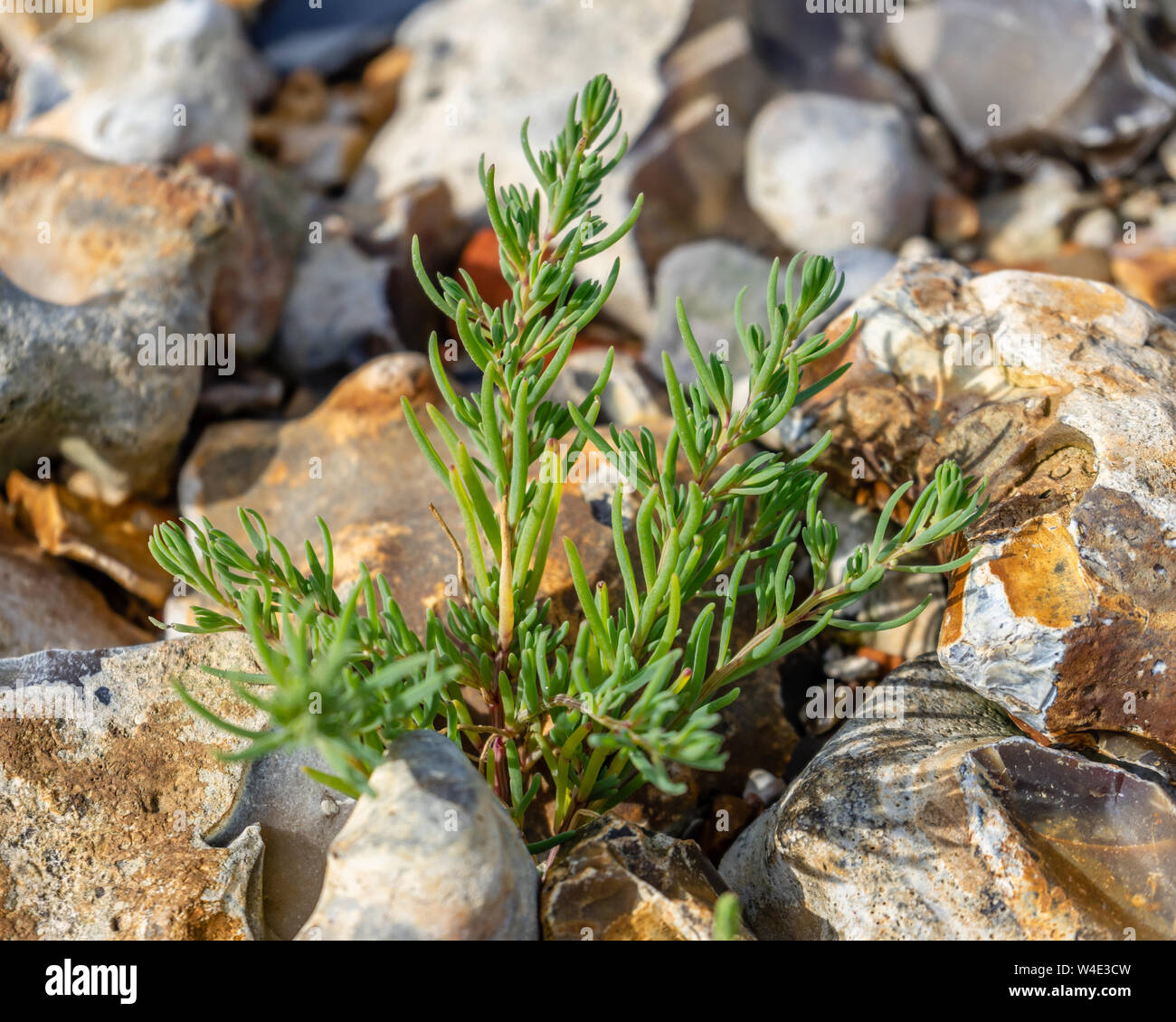 Un joven rock samphire planta (Crithmum) que emergen de la tierra rocosa en pantanos Farlington durante el verano de 2019, en Portsmouth, Inglaterra Foto de stock