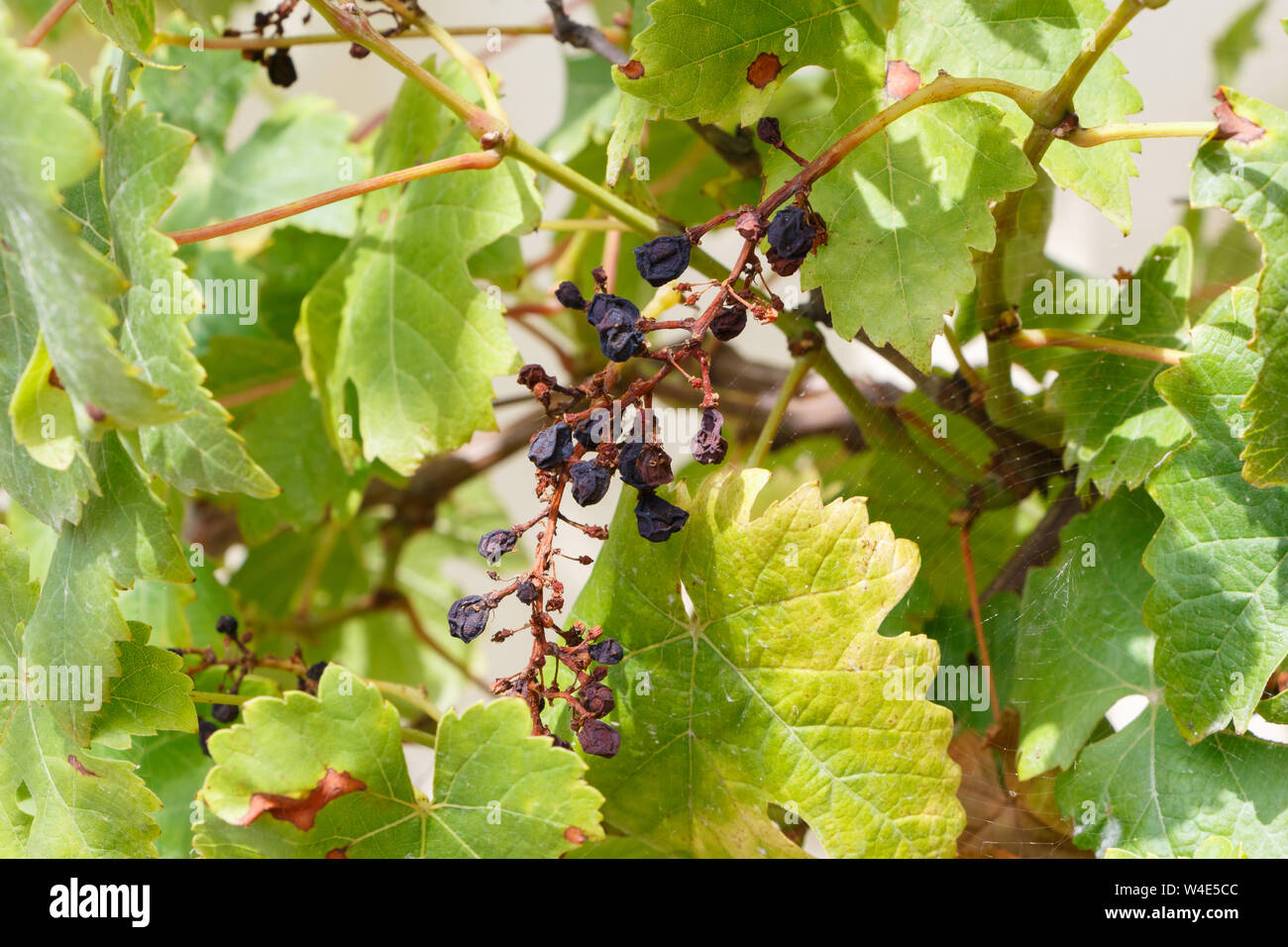 Pámpano fotografías e imágenes de alta resolución - Alamy