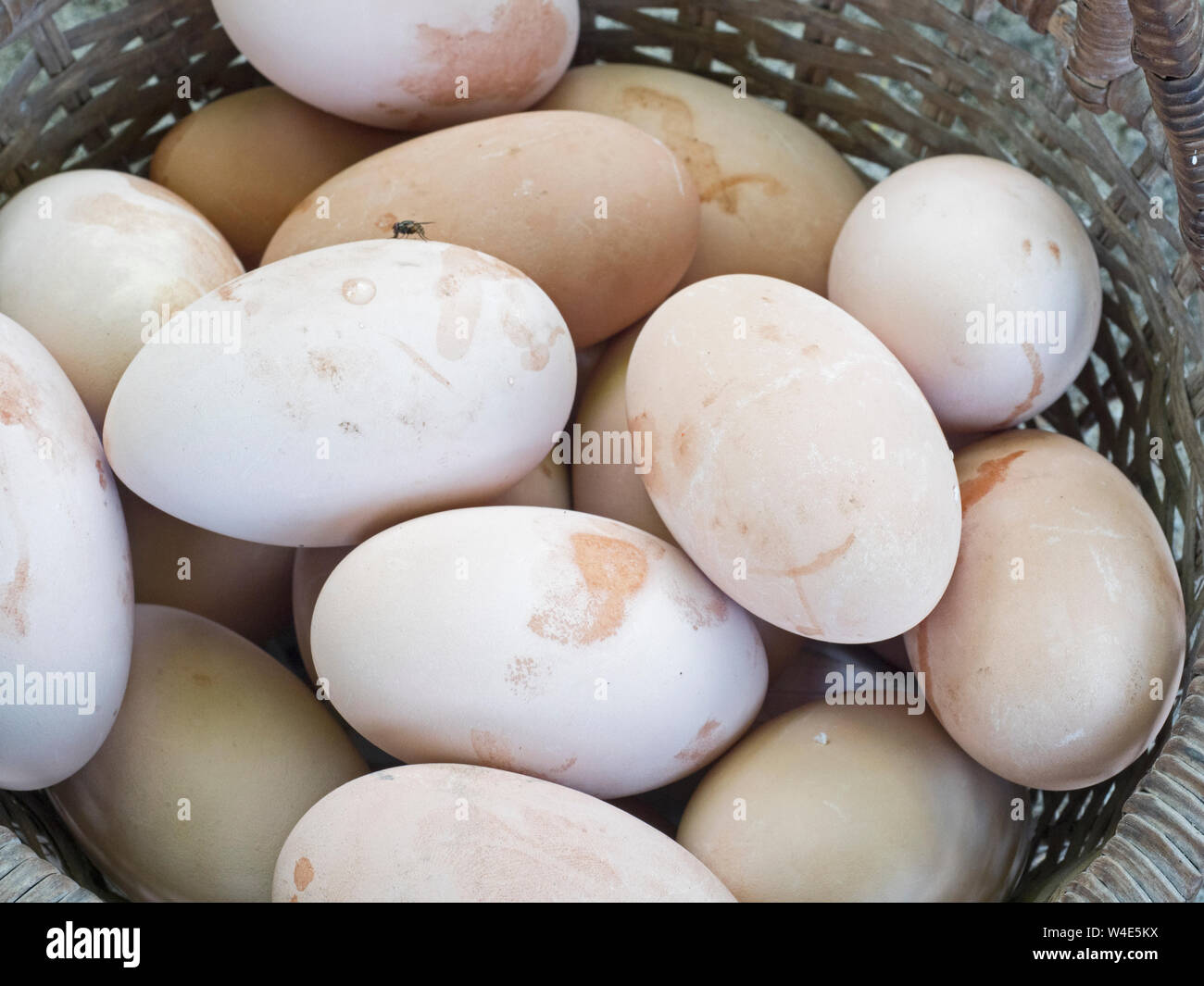 Megapode huevos recolectados en zonas de nidificación de Melanesia Megapodius Megapode eremita Savo Island, Las Islas Salomón, en el Pacífico Sur Foto de stock